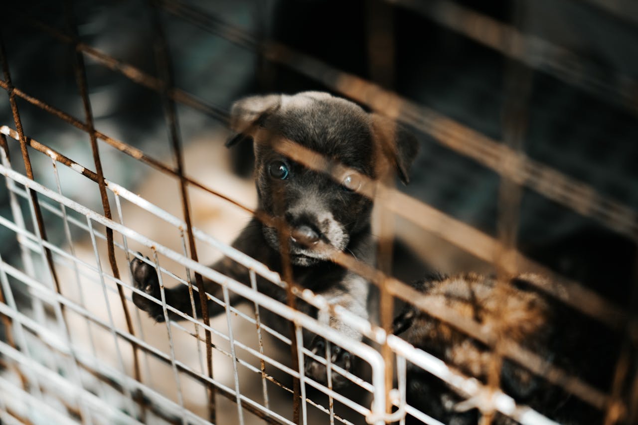 heros-img A young puppy stands behind metal bars, casting a poignant gaze that captures a sense of longing and vulnerability.