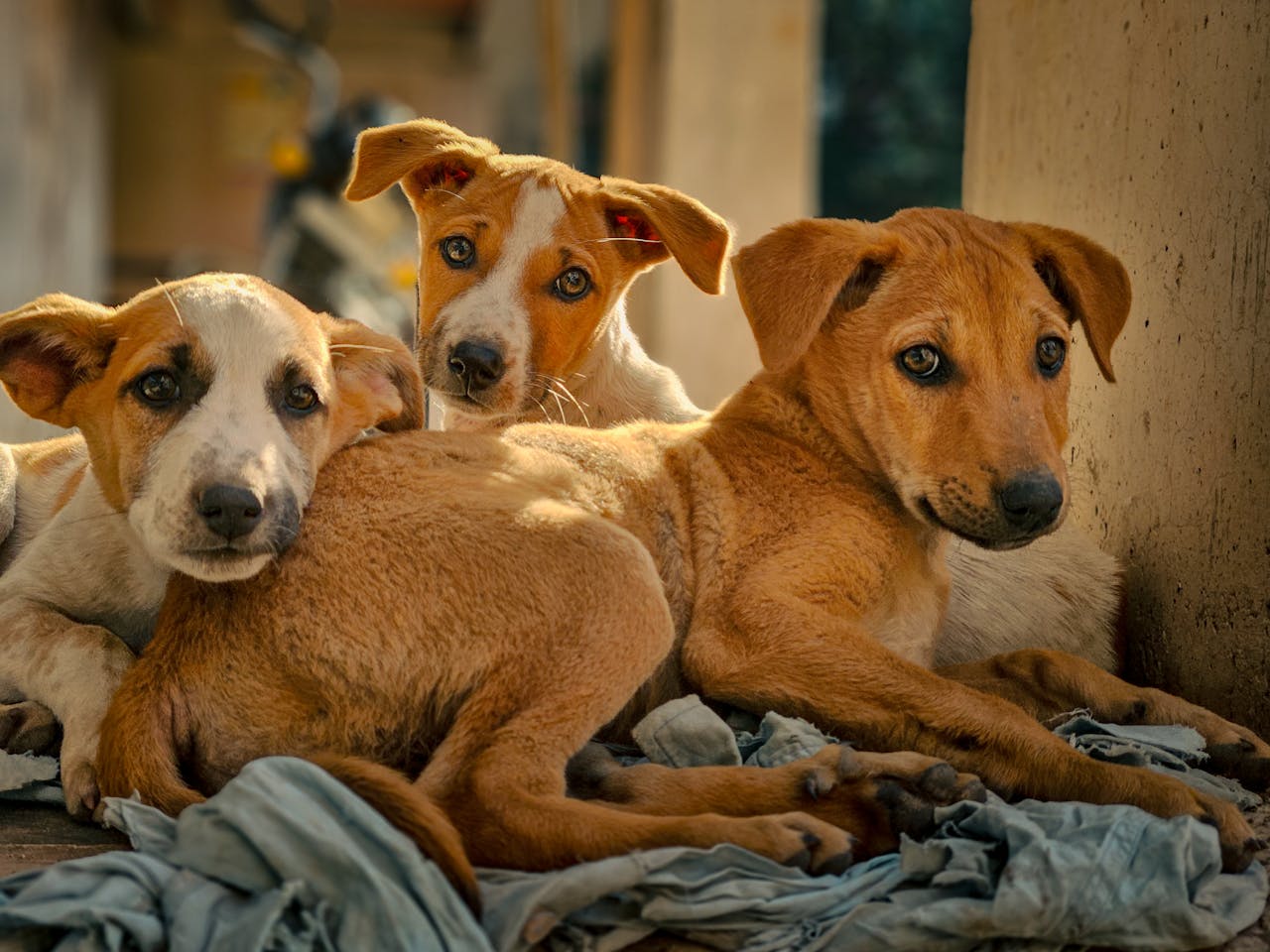 about-us Three adorable stray puppies resting outdoors in Ahmedabad, showcasing companionship and innocence.